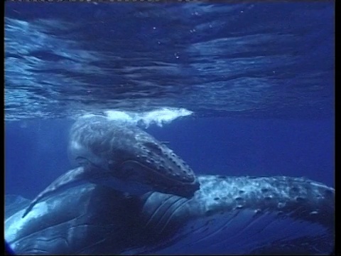 MS水下视图座头鲸，Megaptera novaeangliae，游泳与年轻，汤加视频下载