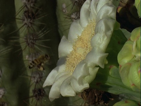 蜜蜂在仙人掌花，收集花粉，美国视频素材