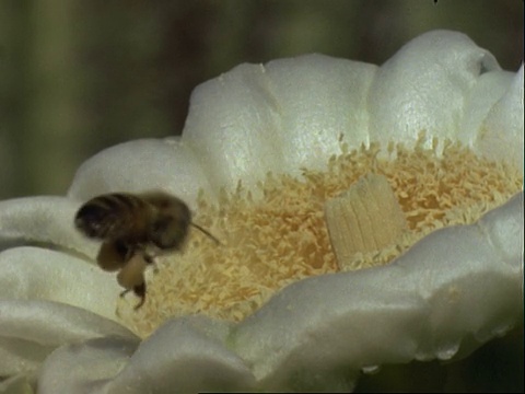 蜜蜂在仙人掌花上盘旋，美国视频素材
