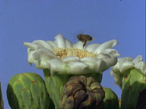 蜜蜂在仙人掌花上采集花粉，美国视频素材