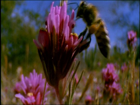 美国索诺兰沙漠，采集粉鸮叶草花粉的蜜蜂视频素材