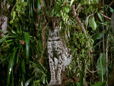 MCU猫玛姬(Felis wiedii饰)坐在树枝上，环顾四周，然后起身离开镜头视频下载