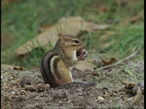 花栗鼠正在吃坚果视频素材