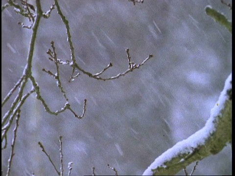 雪落在树枝上，英格兰，英国视频素材