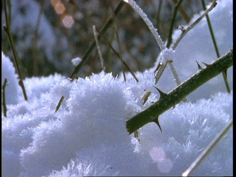 考雪在荆棘，英格兰，英国视频素材