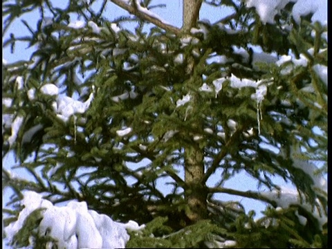 雪覆盖松树，英格兰，英国视频素材