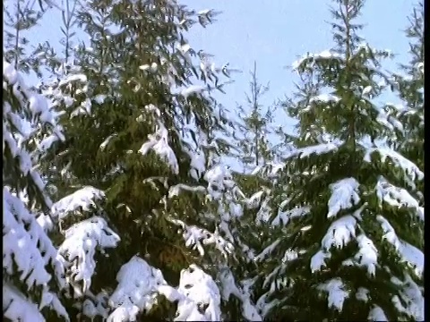雪覆盖松树，英格兰，英国视频素材