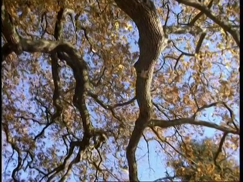 MCU低角度，仰望橡树如秋叶飘落，镜头向下和右视频素材