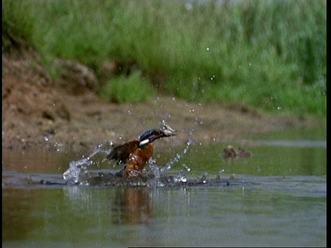 高速-翠鸟潜入河中，与鱼一起出现视频素材