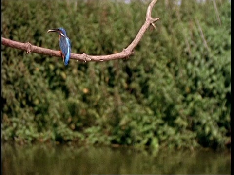 高速-翠鸟降落在树枝上，嘴里叼着鱼视频素材