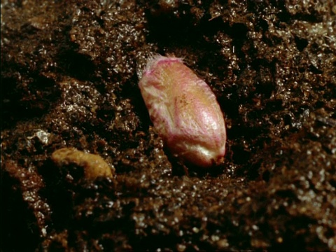 T/L小麦胚芽种子，发芽，种子膨胀和芽根和茎，英国视频素材
