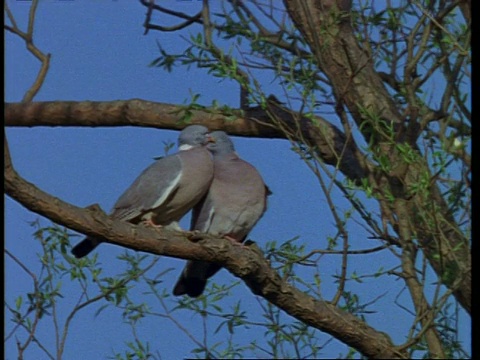 低角度，一对木鸽在树枝上互相梳理。英国视频素材