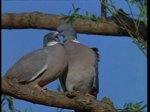 低角度，一对木鸽子在英国树枝上互相梳理视频素材