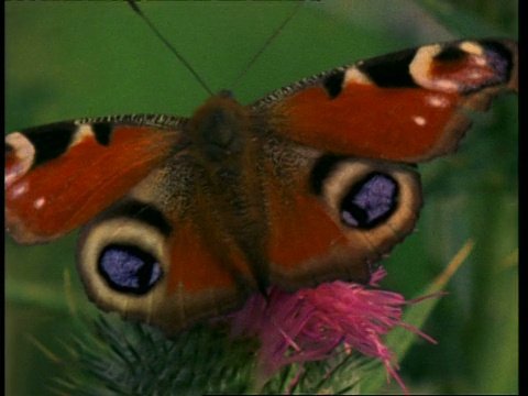 CU孔雀蝴蝶在蓟，英国视频素材