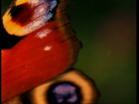 BCU孔雀蝶眼斑，英国视频素材