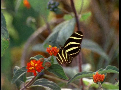 MS黑黄条纹蛱蝶上红花，飞走了，澳大利亚视频素材