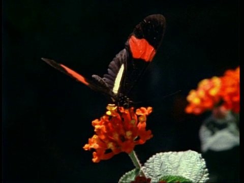 CU螺旋蝴蝶，以红花为食，产于澳大利亚视频素材