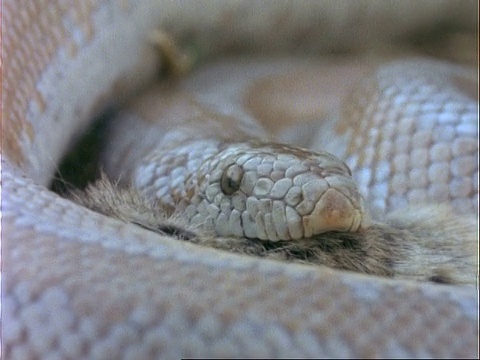 美国，玫瑰蛇吃沙漠老鼠视频素材