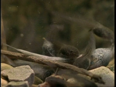 英国，蝌蚪吃死鲦鱼视频下载