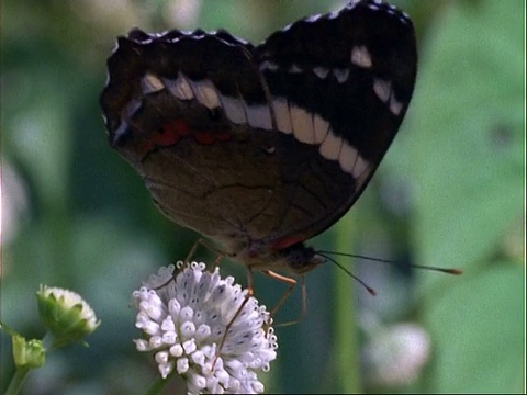 蝴蝶，棕蝴蝶以白花为食，扇动翅膀，飞走，巴拿马，中美洲视频下载