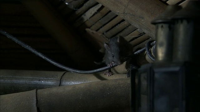 中近锅左锅右-两只老鼠沿着厨房天花板附近的竹子支架移动;一个几乎掉了/孟加拉国视频下载