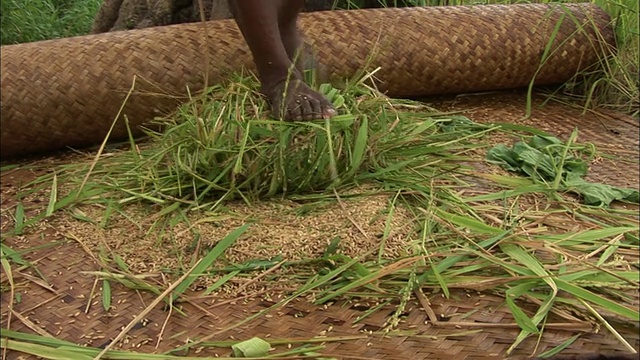 中等近距离-脚滚动草束/孟加拉国视频素材