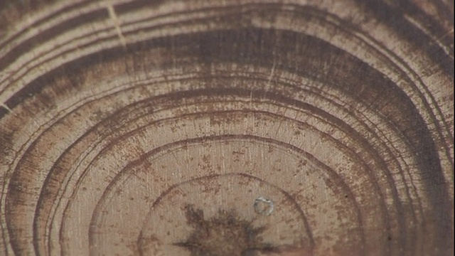 近倾斜-同心圆标记层的一棵树在一个横截面的木材在实验室。/美国视频下载