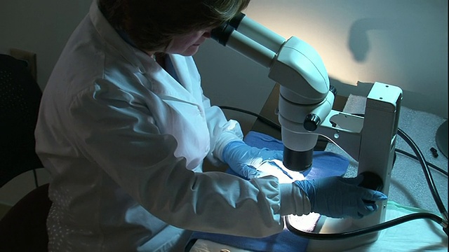 中等手持-法医科学家在显微镜下研究骨骼。/美国视频下载