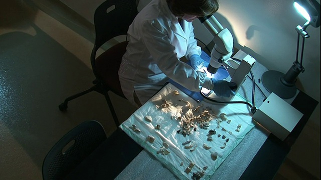 高角度手持式-法医科学家在显微镜下研究骨骼。/美国视频下载