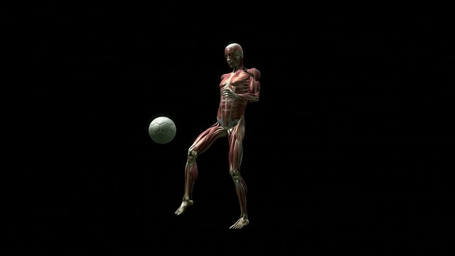 中远镜头静态-电脑动画显示人体的肌肉系统踢一个球视频素材