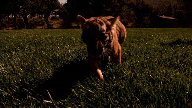 中等近距离，左侧跟踪-一只老虎幼崽走过绿色草坪/美国视频素材