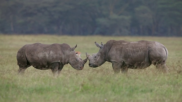 犀牛自相残杀/非洲国家公园，肯尼亚视频下载