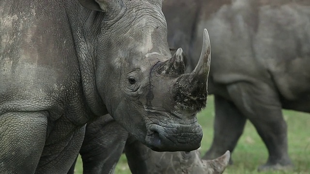 犀牛吃草/国家公园，非洲，肯尼亚视频下载