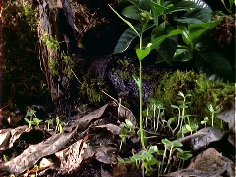 T/L龙鸟幼苗生长，木虱在苔藓上。视频下载