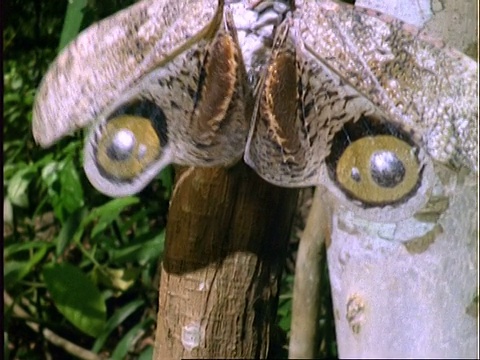 花生虫，倾斜到CU花生虫在巴拿马的树枝上视频下载
