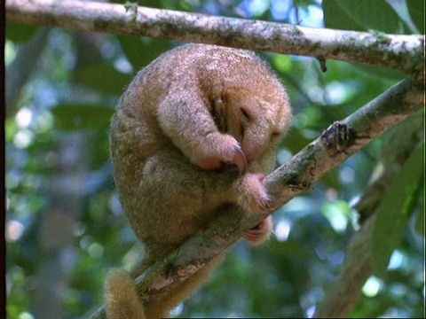 两趾丝质食蚁兽，MCU食蚁兽在巴拿马的树枝上打盹视频下载
