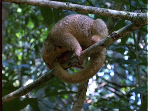 两趾丝质食蚁兽，MS食蚁兽在树枝上移动，舒服地蜷缩起来，巴拿马视频下载