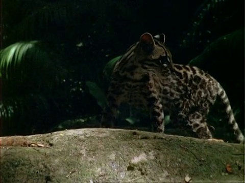 玛格(Leopardus wiedii)从右向左走，停了下来，回头看了看，继续往前走。视频下载