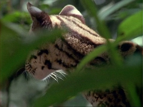 玛格(Leopardus wiedii)环顾四周，特写肖像。视频下载