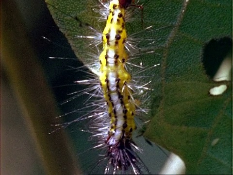 MCU蚂蚁抱着黄毛毛虫，保卫巴豆植物。巴拿马。视频下载