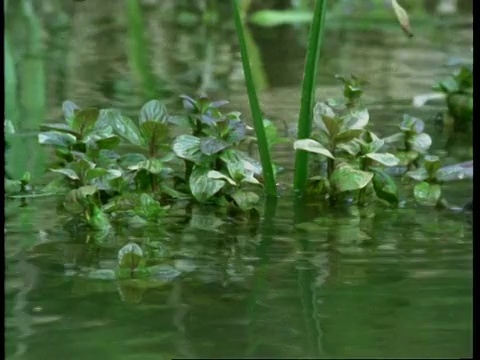 水面上的鼩鼱，在植物间游动视频下载