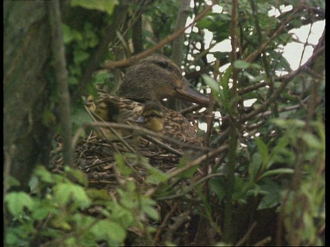 带着幼崽在巢里的野鸭，在周围环境中伪装。英格兰，英国视频下载