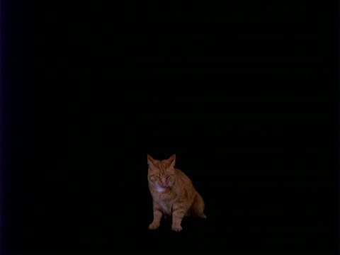 高速WA姜猫从上到下的框架，黑色的背景视频下载