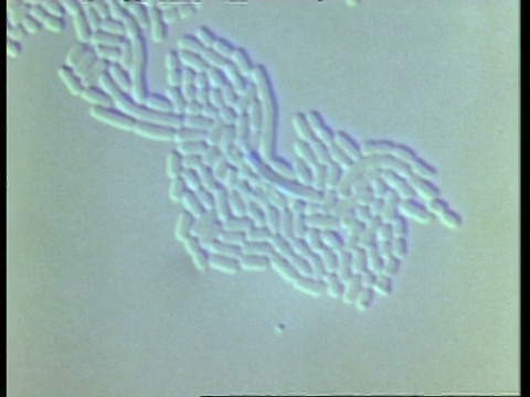T/L沙门氏菌繁殖视频素材