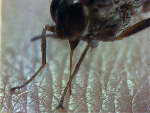 采采蝇以人的手臂为食，将喙插入皮肤深处视频素材