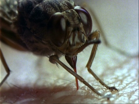 采采蝇以人的手臂为食，将喙插入皮肤深处视频素材