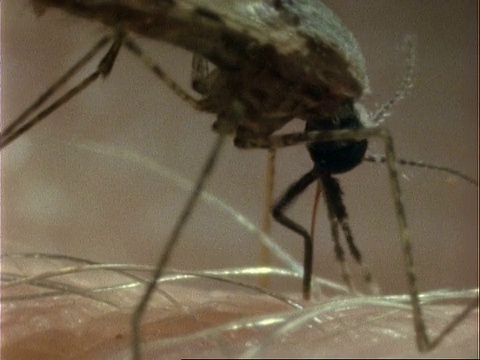 按蚊以人的手臂为食，将喙插入皮肤视频素材