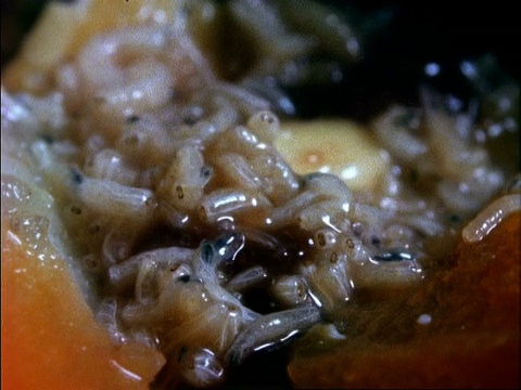 食用腐烂食物的家蝇幼虫，英国视频素材