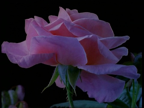 CU时光流逝花，粉红玫瑰盛开，英格兰视频素材