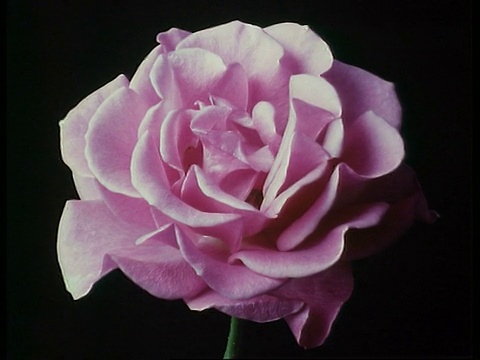 cut /L花，粉红色玫瑰盛开和死亡，英国视频素材